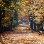 Liście leżące na ścieżce w Parku Planty