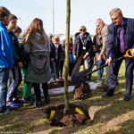 Prezydent Tadeusz Truskolaski trzyma w dłoniach łopatę podczas sadzenia drzewa 