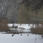 Ptaki znajdujące się na śniegu, w tle: staw