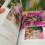 Otwarta książka przedstawiająca zdjęcia owadów 