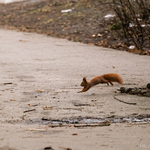 Wiewiórka biegnie po chodniku