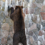 Niedźwiedż stoi na tylnych łapach 