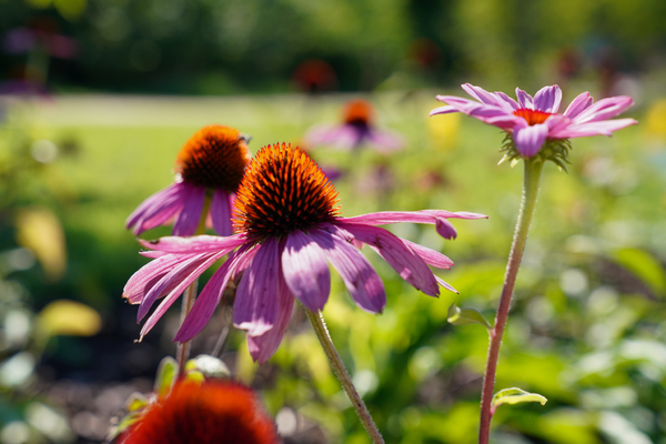 Botaniczny Park Kieszonkowy na Nowym Mieście w Białymstoku w Białymstoku