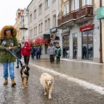 Mężczyzna w roli wolontariusza przechadza się Rynkiem Kościuszki z dwoma psami, w ręku trzyma kolorową puszkę WOŚP