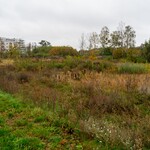 Polana