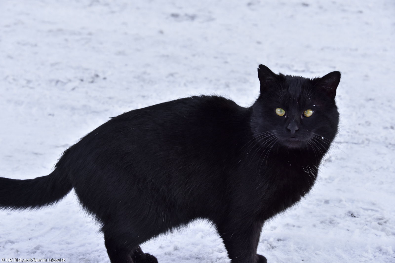 Czarny kot na śniegu